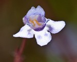 Piedmont false pimpernel