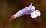 Piedmont false pimpernel