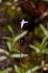 Piedmont false pimpernel