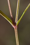 Piedmont false pimpernel