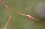 Piedmont false pimpernel