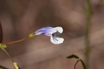 Piedmont false pimpernel