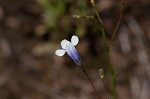 Piedmont false pimpernel