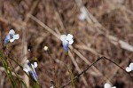 Piedmont false pimpernel