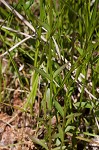 Piedmont false pimpernel