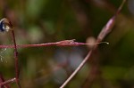 Piedmont false pimpernel