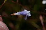 Piedmont false pimpernel