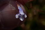 Piedmont false pimpernel