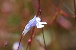 Piedmont false pimpernel