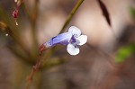 Piedmont false pimpernel