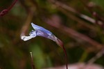 Piedmont false pimpernel