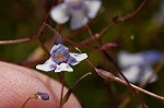 Piedmont false pimpernel