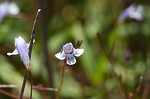 Piedmont false pimpernel