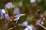 Piedmont false pimpernel