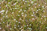 Piedmont false pimpernel