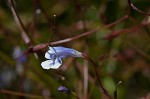 Piedmont false pimpernel