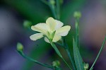 Woodland flax