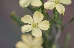 Woodland flax