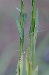 Woodland flax