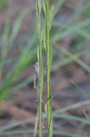 Woodland flax