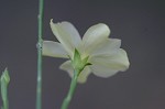 Woodland flax