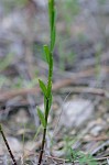 Woodland flax