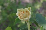 Tulip poplar