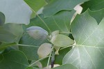 Tulip poplar