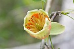 Tulip poplar