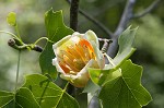 Tulip poplar