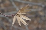 Tulip poplar