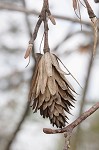 Tulip poplar