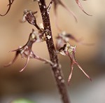 Southern twayblade