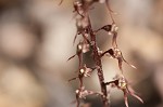 Southern twayblade