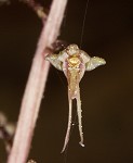 Southern twayblade