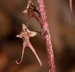 Southern twayblade