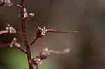 Southern twayblade