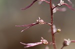 Southern twayblade