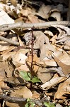 Southern twayblade