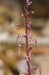 Southern twayblade