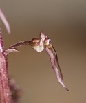 Southern twayblade