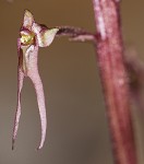 Southern twayblade