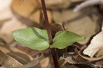 Southern twayblade