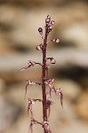 Southern twayblade