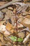 Southern twayblade