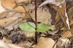 Southern twayblade