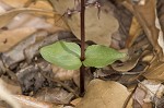 Southern twayblade