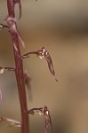 Southern twayblade