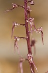 Southern twayblade