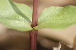 Southern twayblade